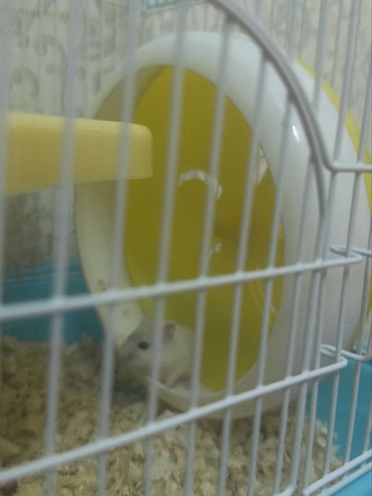 Джунгарсике хомячки