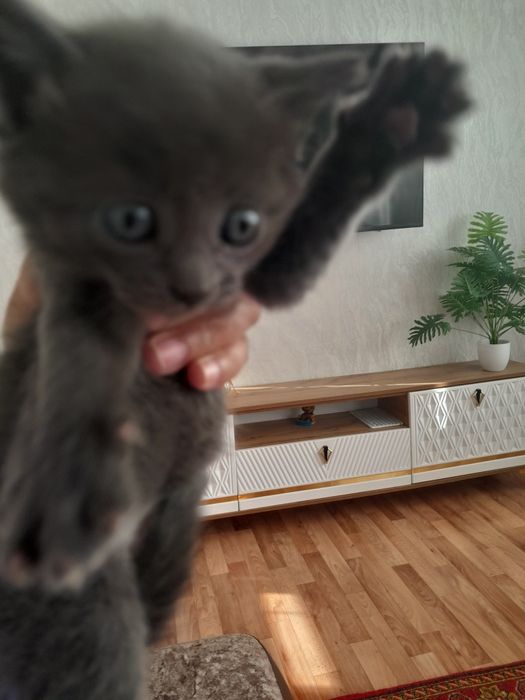 Отдам котят серый и черный