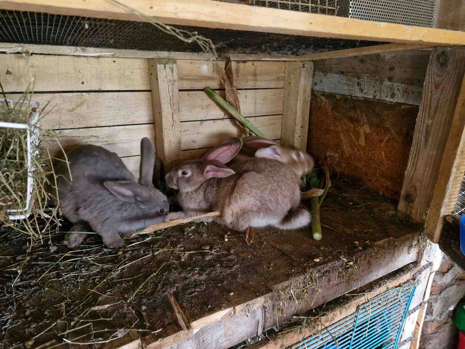 Disponibili Comuna Ighiu -Alba iulia