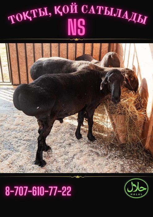 Кой. Токты. Тусак