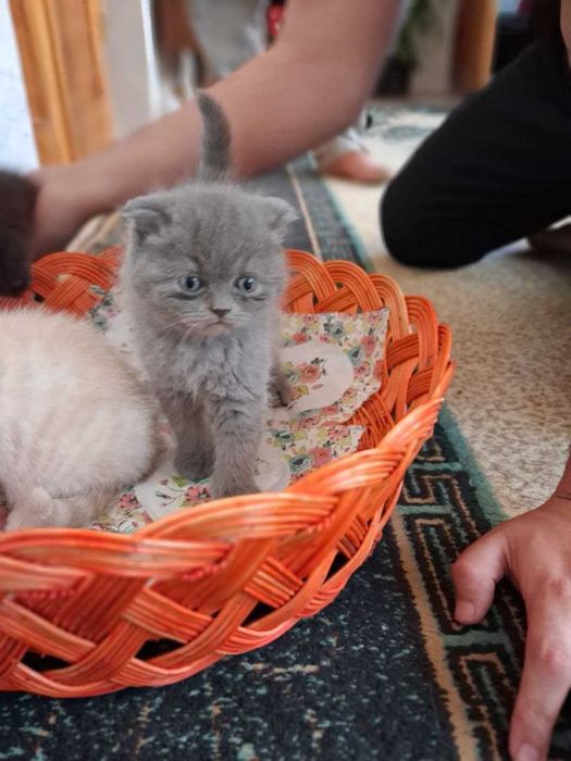 Shinshila va britaskiy fold