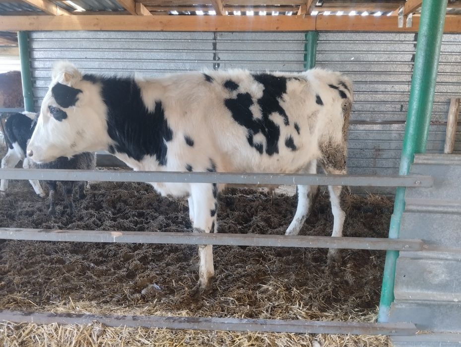 Продам.    бычка