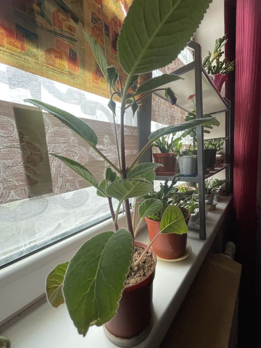 Цветы комнатные , разные