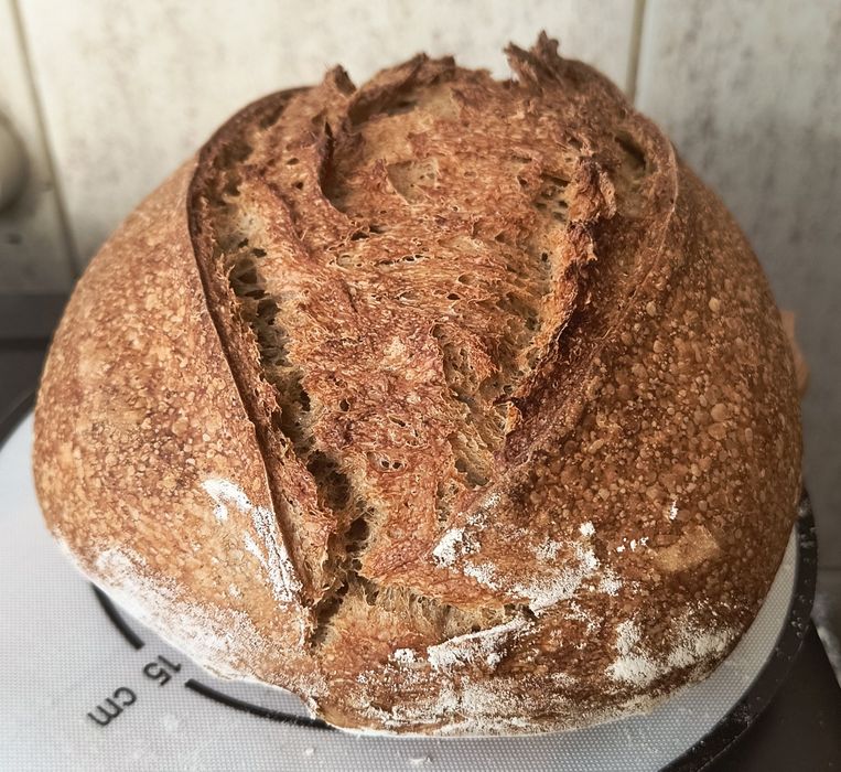 3 feluri Maia sălbatică pentru pâine Italia 2020 și pasta madre rețetă