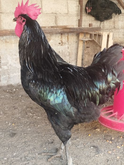 Qora shaxzoda xoʻrozlari sotiladi narxi 300000 ming soʻmdan