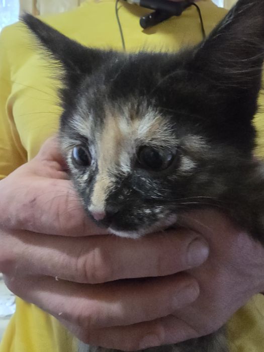 Отдам котят домашних