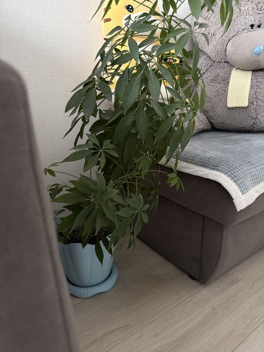 Цветы комнатные