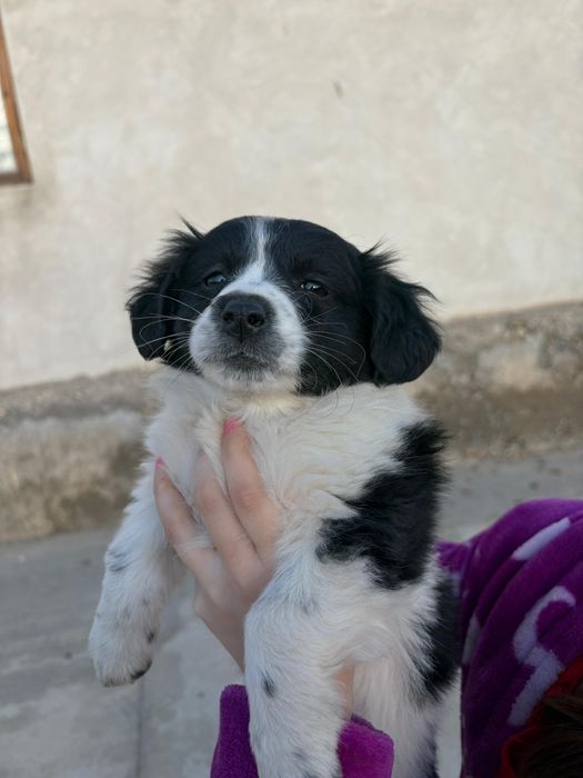 Охотничьи щенки бесплатно