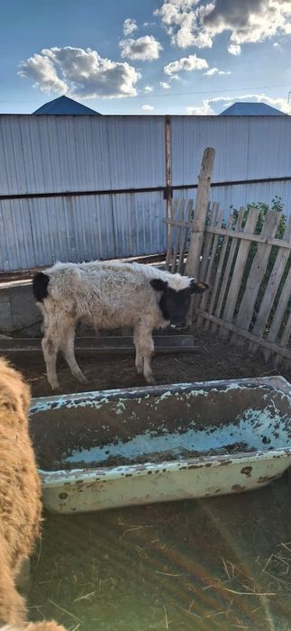 Баспақтар сатылады