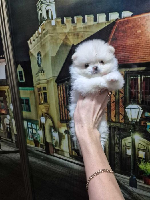 Продажа животных