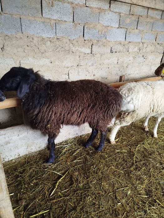 Қой сатылады Тұсақ