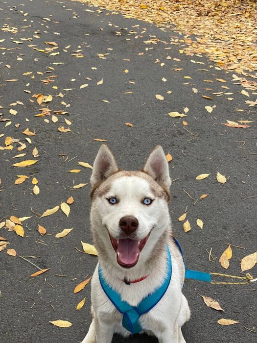 ПРОПАЛА собака хаски