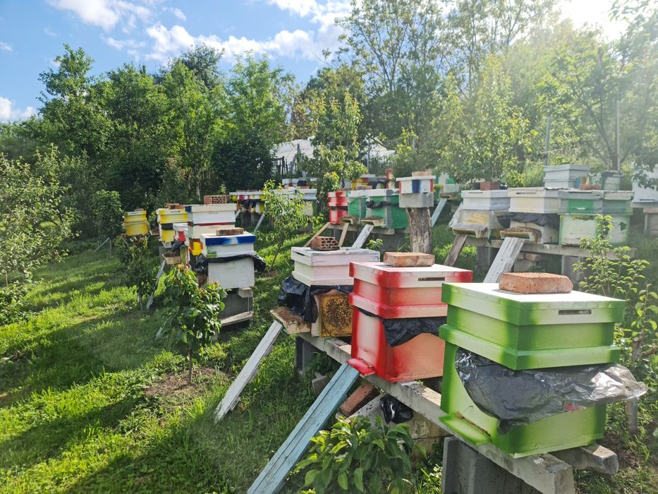 Vand familii de albine cluj napoca