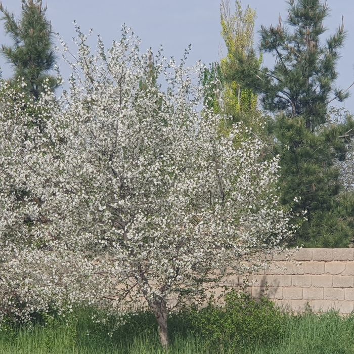 Ҳовли сотилади, Чироқчи тумани Каммунада 6 сотих ҳовли сотилади