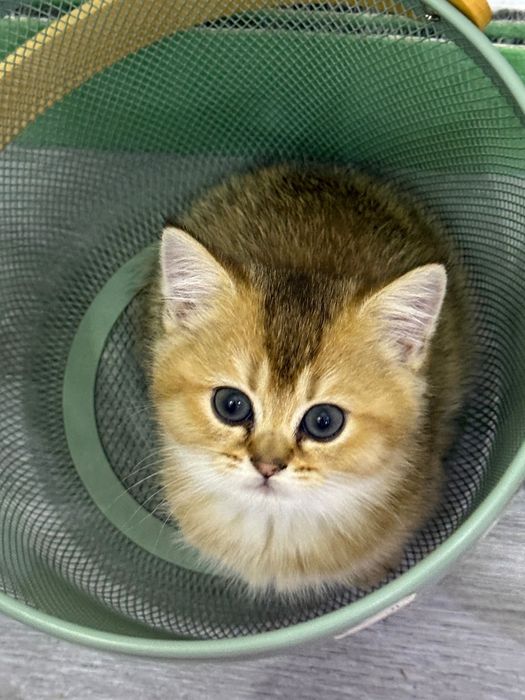Котята Золотые шиншиллы ищут себе дом