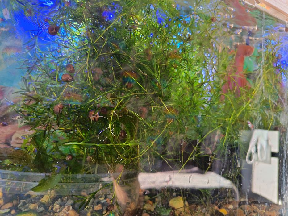 Аквариумные растения