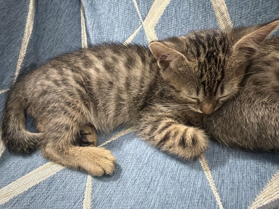 Отдам котят в добрые руки