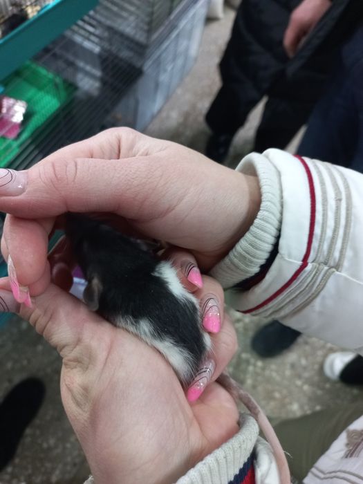 крысы декоративные