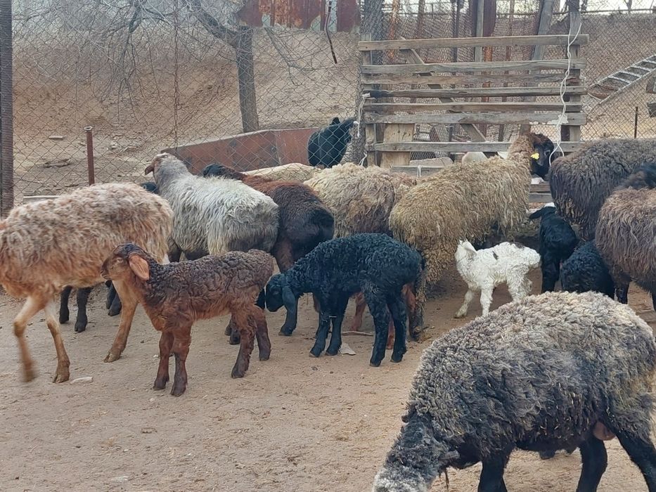 Жас ірі денелі қозылы қойлар сатылады