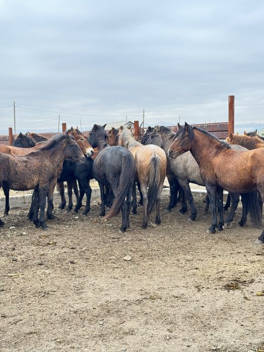 Соғымға жылқылар сатылады