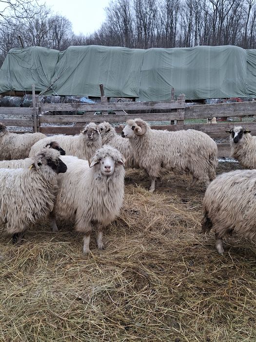 Vând berbec oacheș sau schimb cu două oi