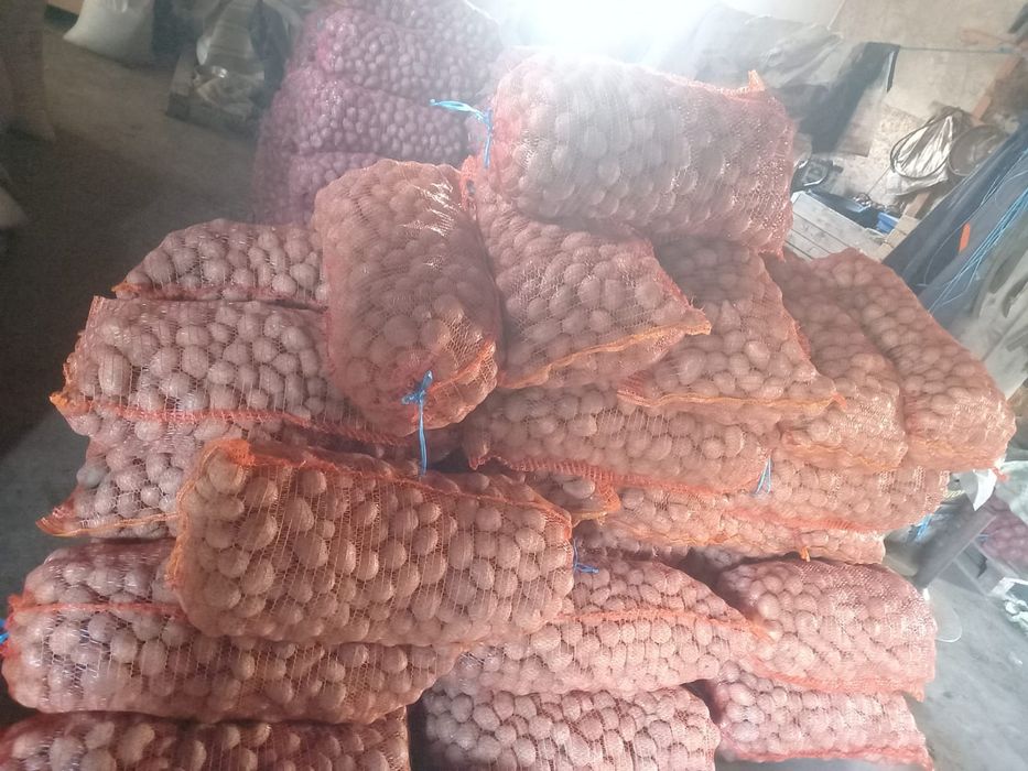 Cartofi de sămânță