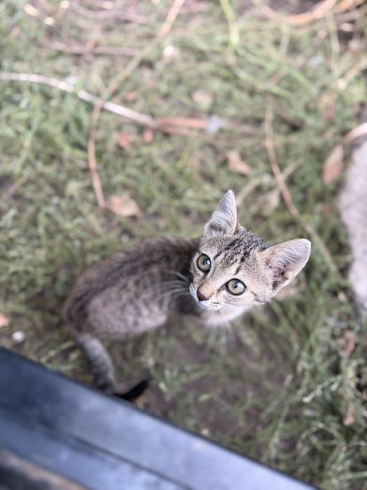 Отдам котят в добрые руки