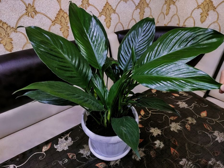 Растения. Доставка...