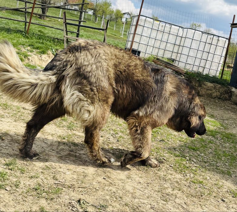 Femelă Ciobanesc.