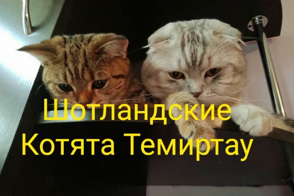 Шотландская прямоухая девочка