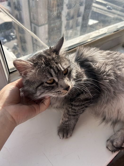 Мысық жақсы қарайтын жанға беремін