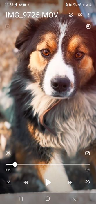 Собачка в хорошие руки