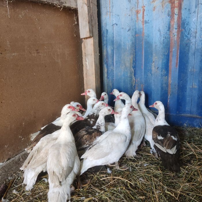 Молодые индоуточки на разведение