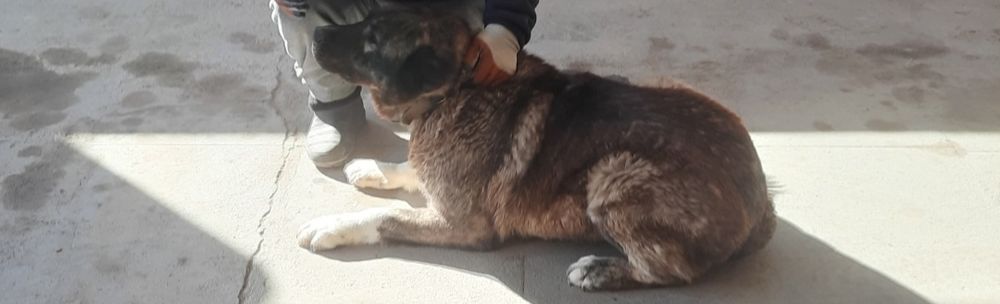 Собака собачка алабай