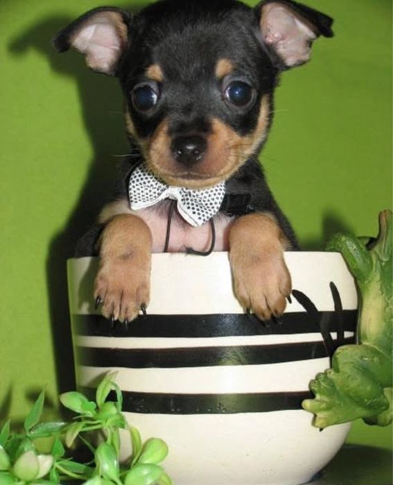 Продам мини тойтерьер мальчик