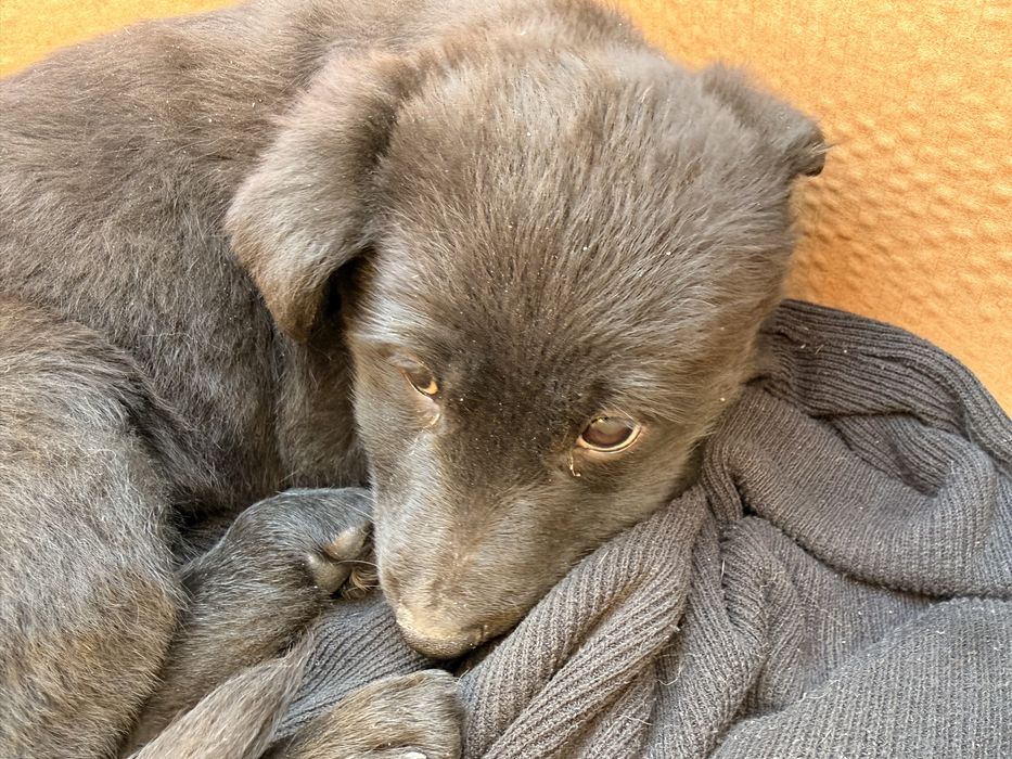 Отдам щенка в хорошие руки