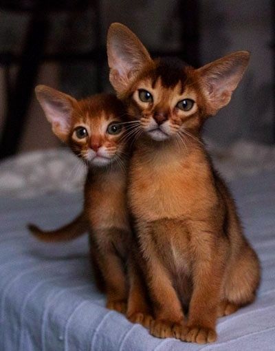 Продажа АБИССИНСКИЕ - kittens