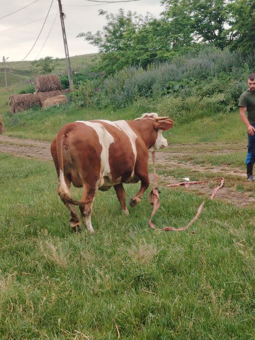 Junincă la prima fătare