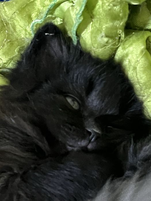 Продам очень красивых котят!