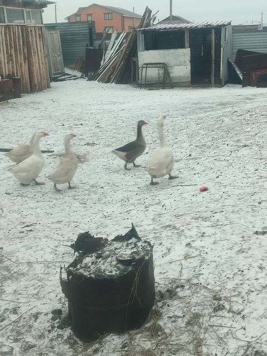 Срочно продам семью гусей