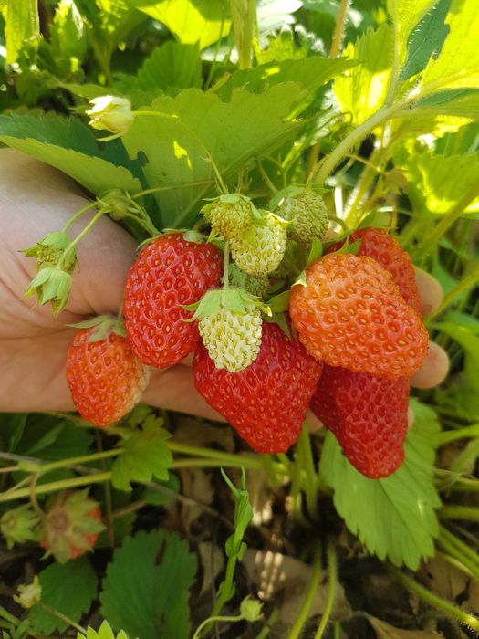 Продам опилки древесные