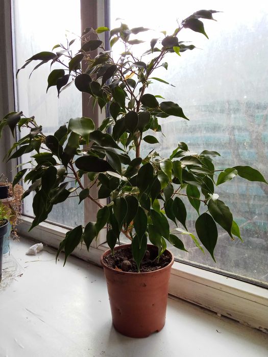 Продам  фикус бенджамина