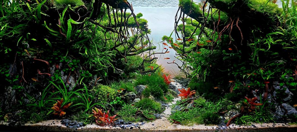 Amenajări Acvarii Personalizate și Mentenanță Profesională DAD