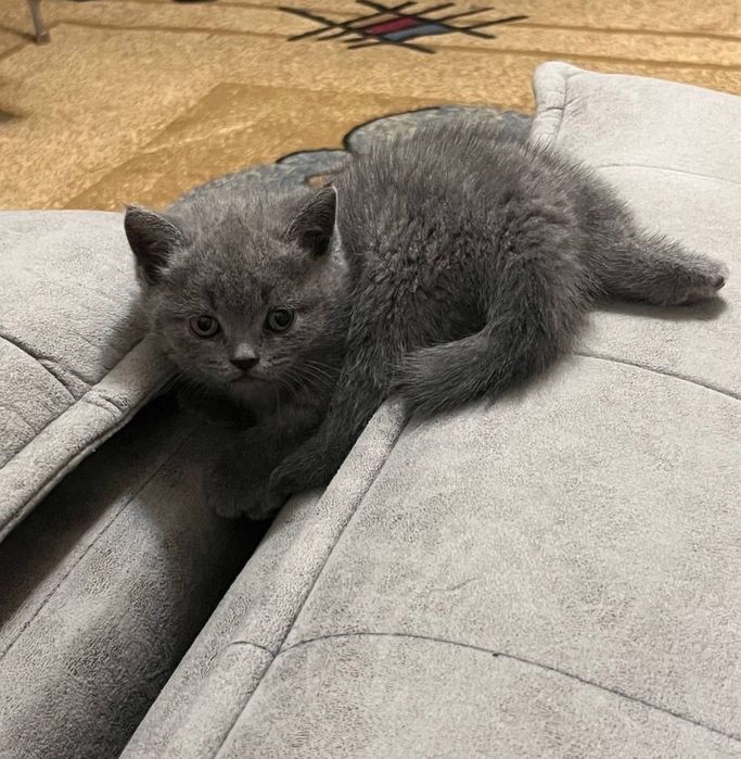 Британские котята