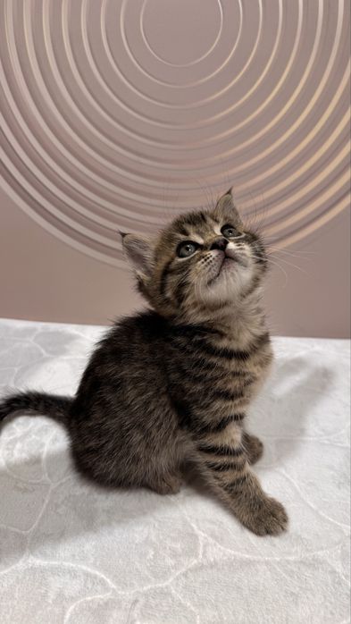Котята британские вислоухие продам