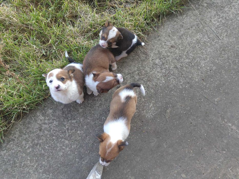 Catei 1 luna talie mica