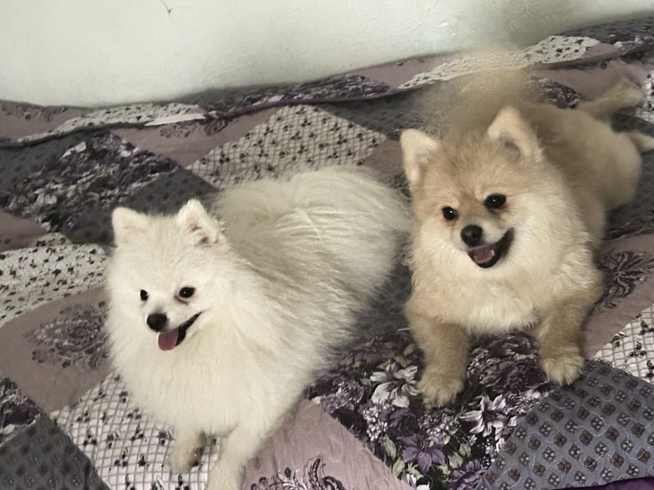 Ищу кобеля для вязки (шпиц)