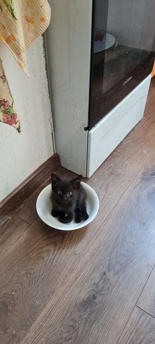 Пацан в добрые руки