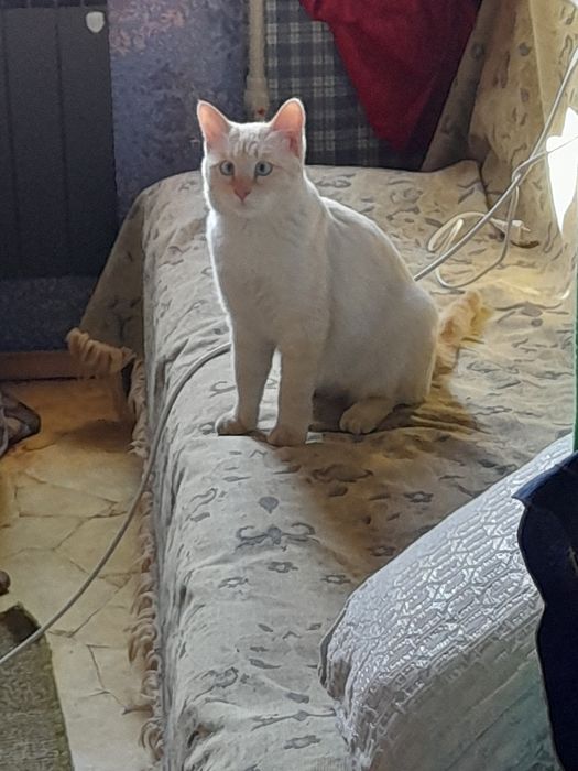 Котик потеряшка нашли