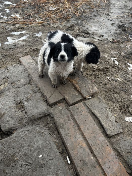 Ұрғашы күшіктер тегін